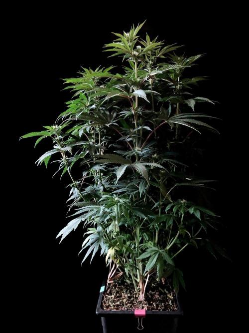 3M 🔺 Tutankhamon. Week 10