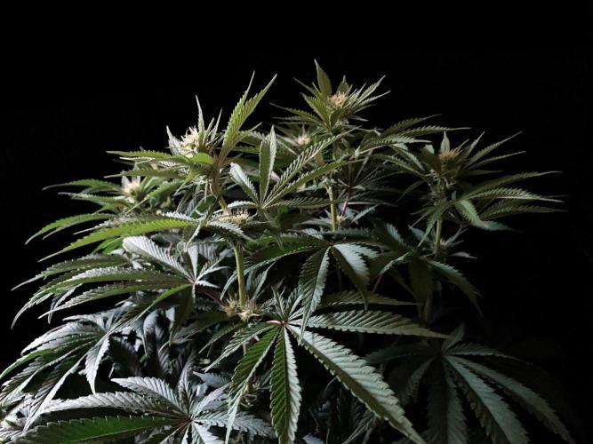 3M 🔺 Tutankhamon. Week 10