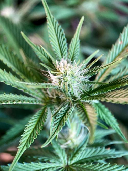 3M 🔺 Tutankhamon. Week 10
