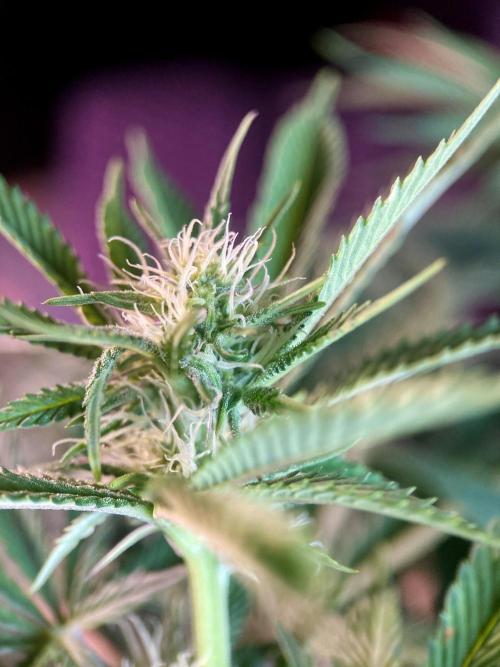 3M 🔺 Tutankhamon. Week 10