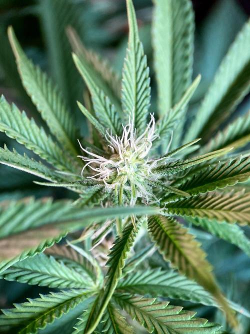 3M 🔺 Tutankhamon. Week 10