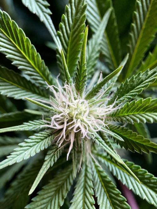 3M 🔺 Tutankhamon. Week 10