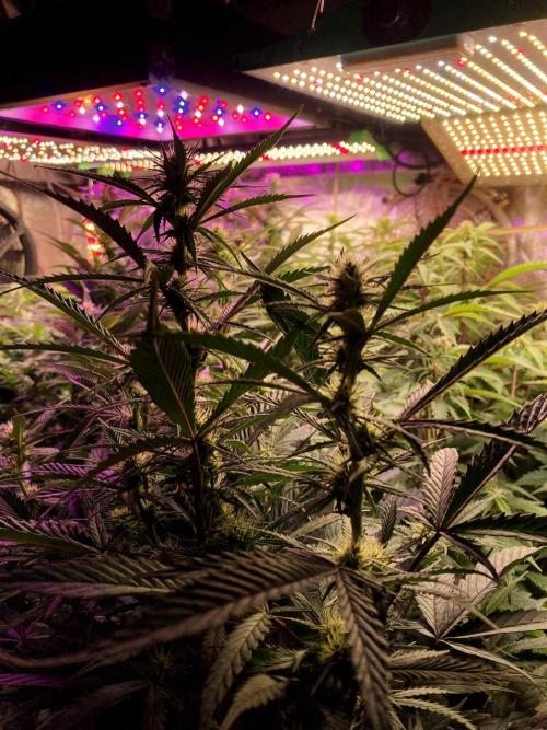 3M 🔺 Tutankhamon. Week 10