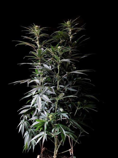 3M 🍁 NL x Thai. Week 9