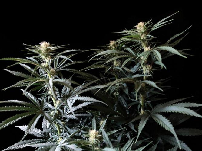 3M 🍁 NL x Thai. Week 9