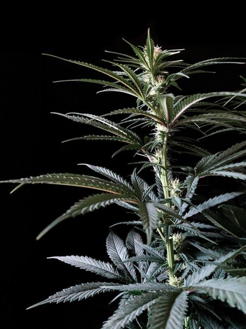 3M 🍁 NL x Thai. Week 9