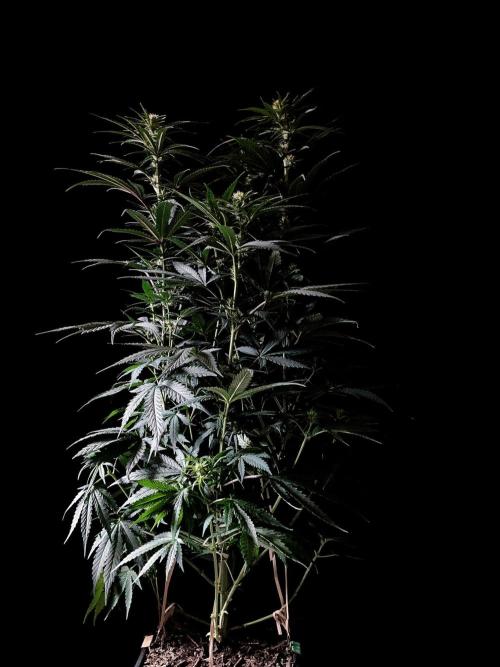 3M 🍁 NL x Thai. Week 9
