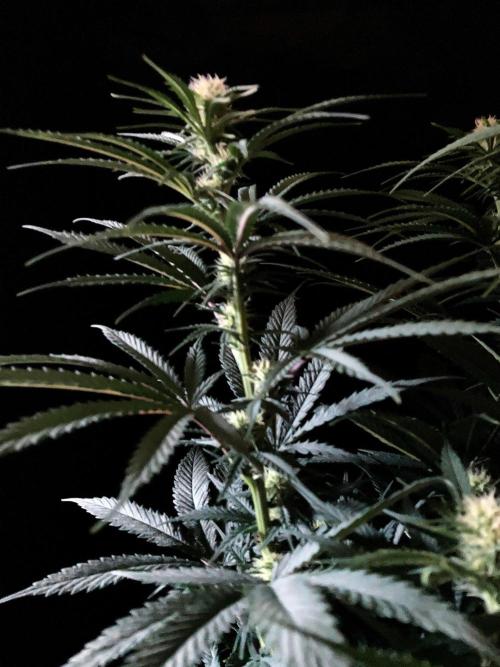 3M 🍁 NL x Thai. Week 9