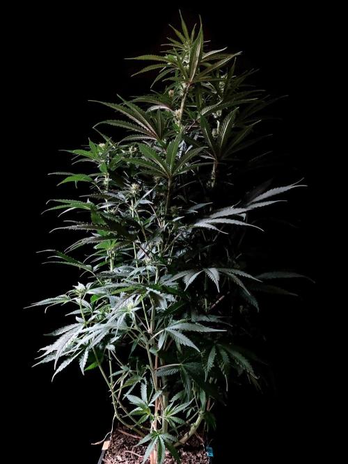 3M 🍁 NL x Thai. Week 9