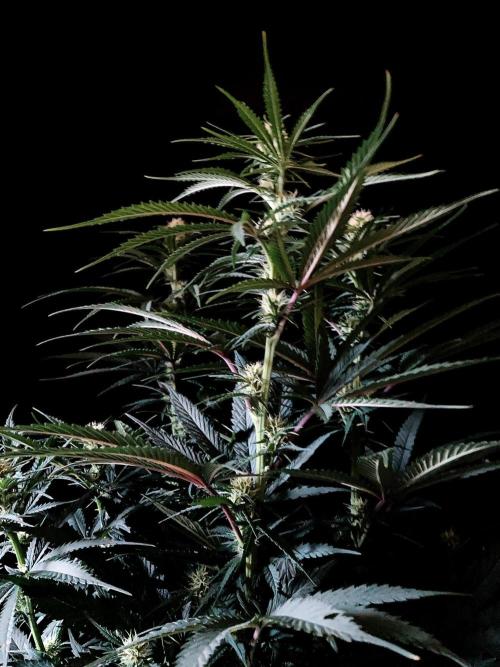 3M 🍁 NL x Thai. Week 9