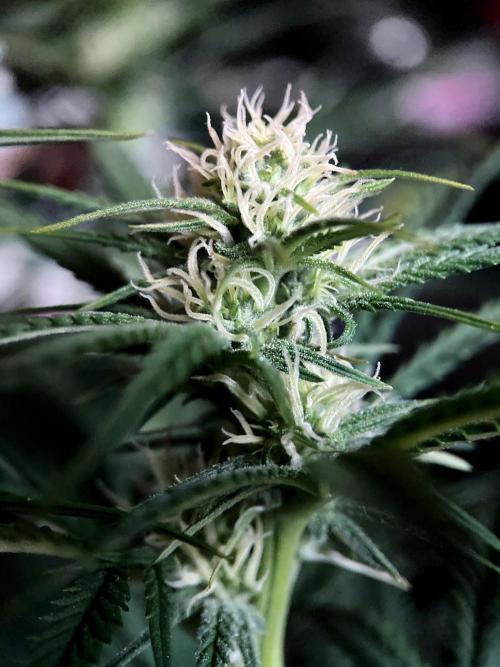 3M 🍁 NL x Thai. Week 9
