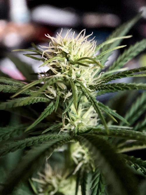 3M 🍁 NL x Thai. Week 9