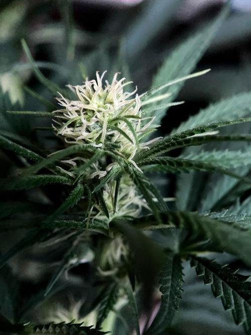 3M 🍁 NL x Thai. Week 9