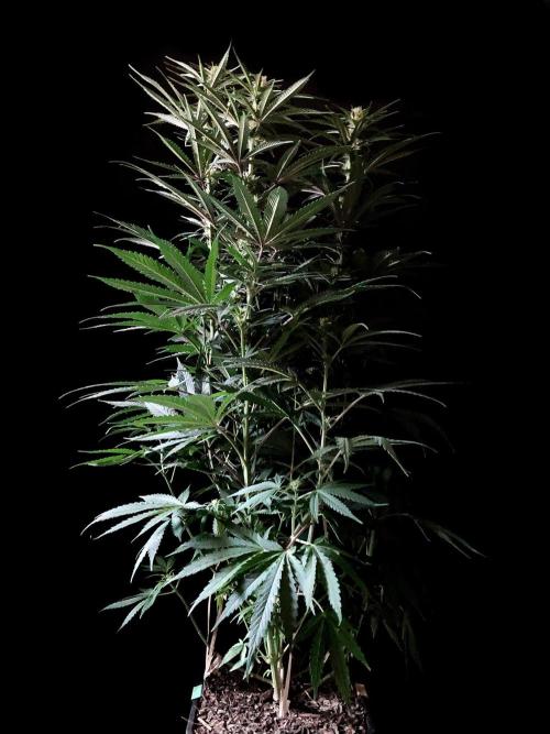 3M 🍁 NL x Thai. Week 9