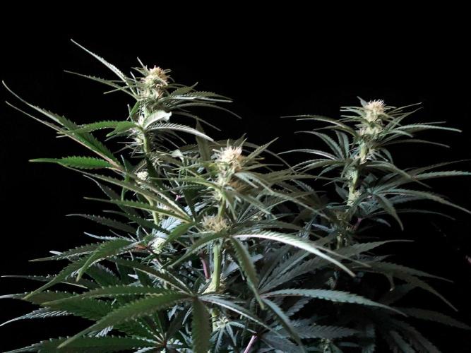 3M 🍁 NL x Thai. Week 9
