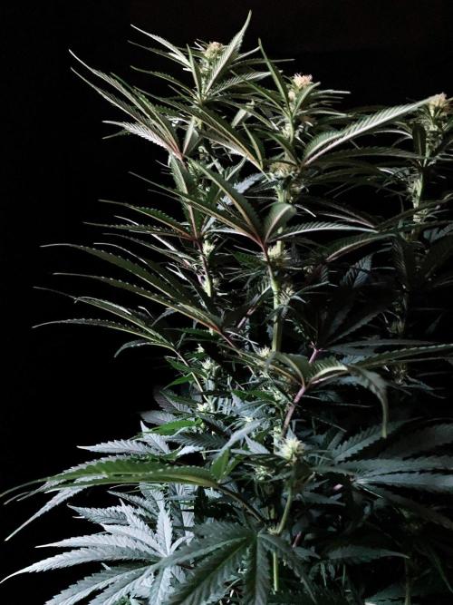 3M 🍁 NL x Thai. Week 9