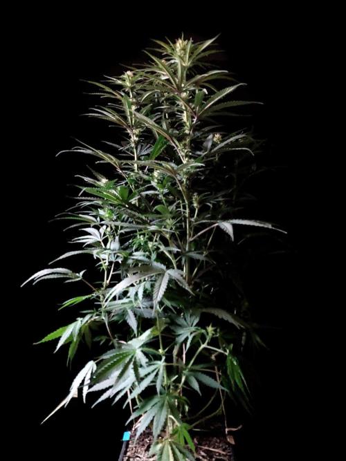 3M 🍁 NL x Thai. Week 9