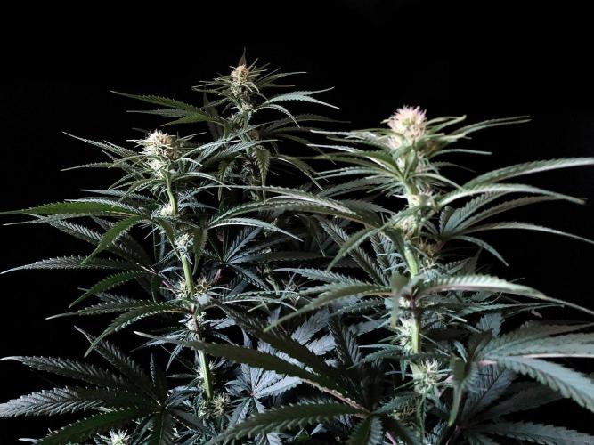 3M 🍁 NL x Thai. Week 9