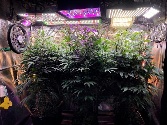 3M 🍁 NL x Thai. Week 9