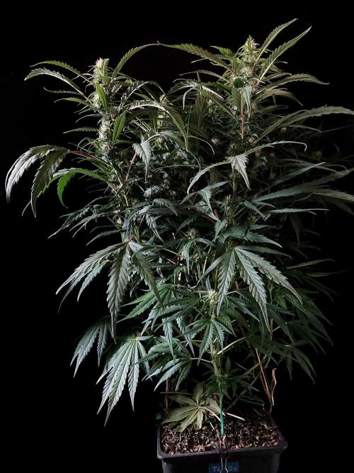 3M ❌ Tangie x Brazil. Week 12
