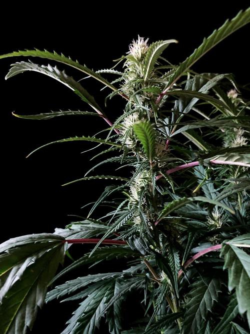 3M ❌ Tangie x Brazil. Week 12
