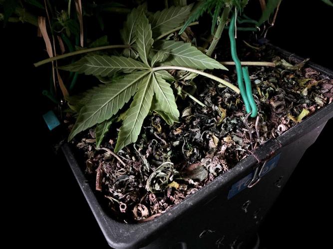 3M ❌ Tangie x Brazil. Week 12 - Sacred mulch