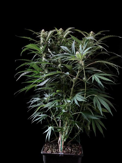 3M ❌ Tangie x Brazil. Week 12