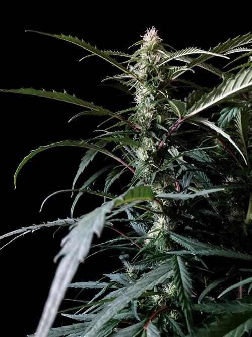 3M ❌ Tangie x Brazil. Week 12