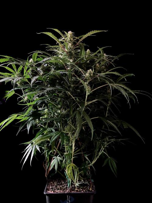 3M ❌ Tangie x Brazil. Week 12