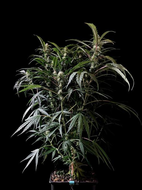 3M ❌ Tangie x Brazil. Week 12