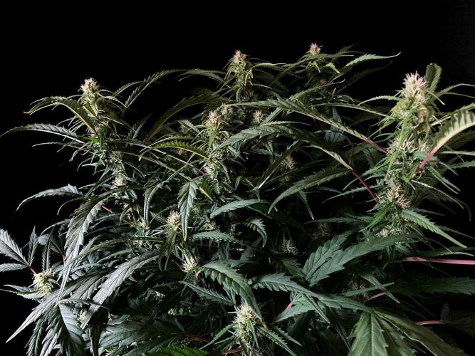 3M ❌ Tangie x Brazil. Week 12