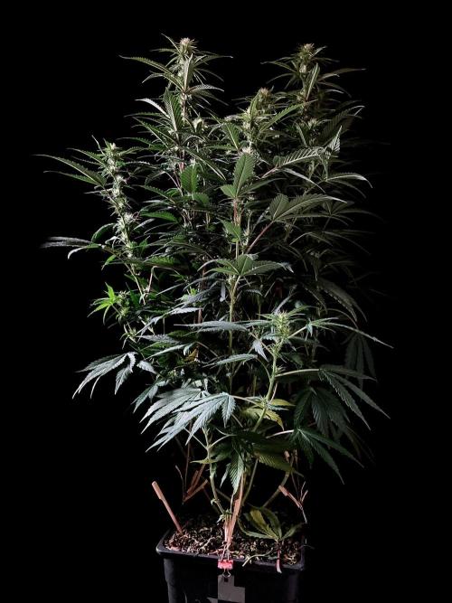3M 👩 Runtz x Brazil. Week 12