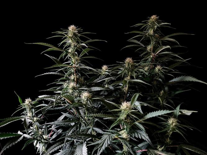 3M 👩 Runtz x Brazil. Week 12