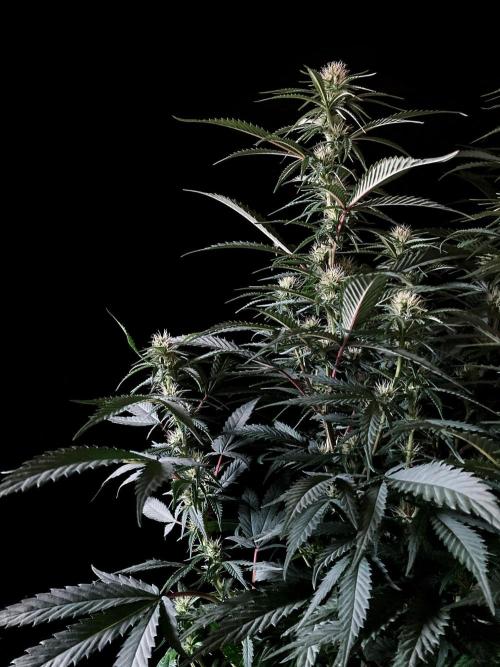 3M 👩 Runtz x Brazil. Week 12