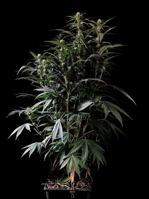 3M 👩 Runtz x Brazil. Week 12