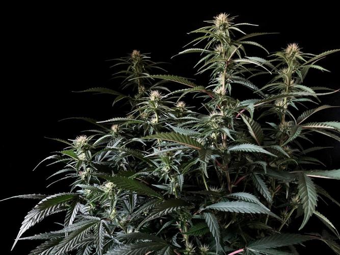 3M 👩 Runtz x Brazil. Week 12