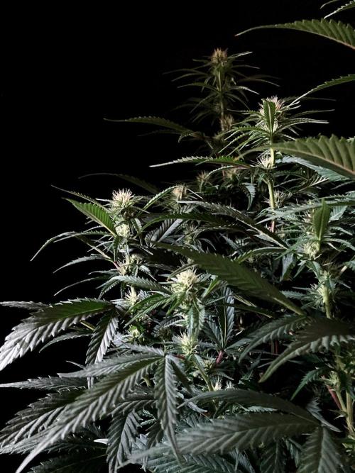 3M 👩 Runtz x Brazil. Week 12