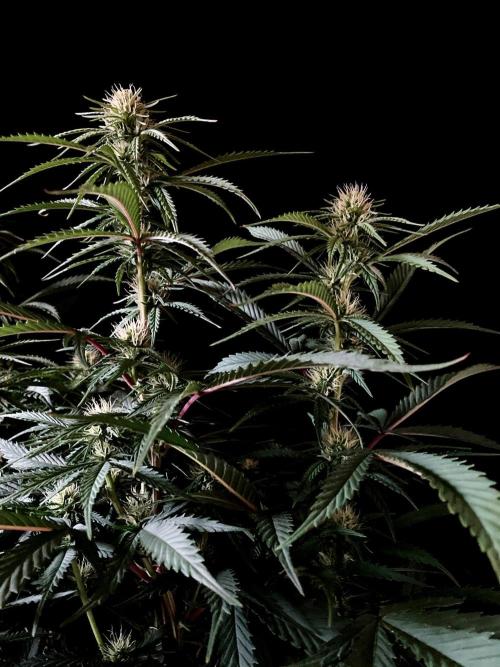3M 👩 Runtz x Brazil. Week 12