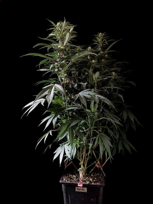 3M 👩 Runtz x Brazil. Week 12