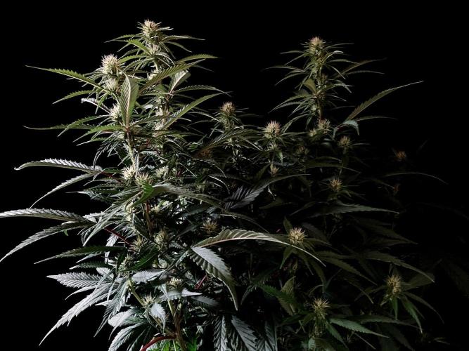 3M 👩 Runtz x Brazil. Week 12