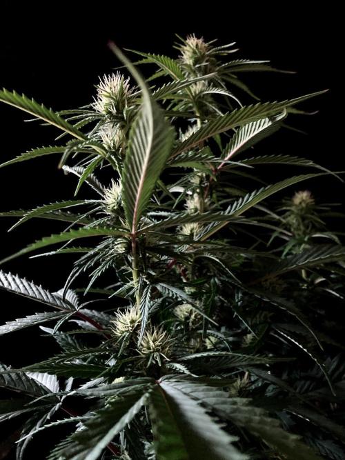 3M 👩 Runtz x Brazil. Week 12