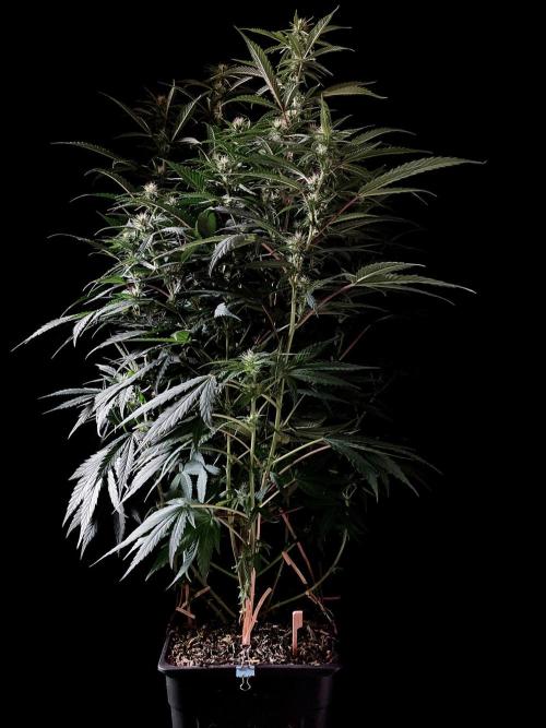 3M 👩 Runtz x Brazil. Week 12