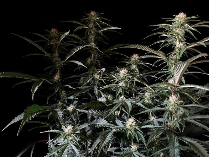 3M 👩 Runtz x Brazil. Week 12
