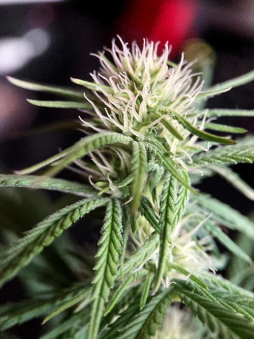 3M 👩 Runtz x Brazil. Week 12