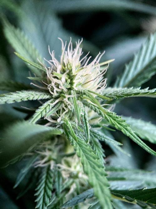 3M 👩 Runtz x Brazil. Week 12