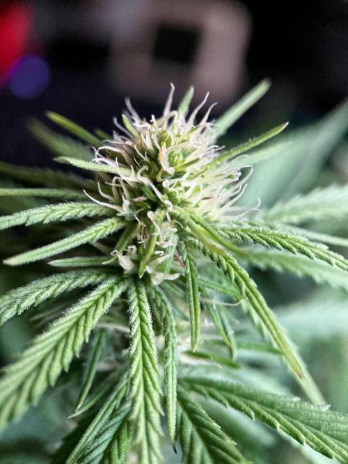 3M 👩 Runtz x Brazil. Week 12