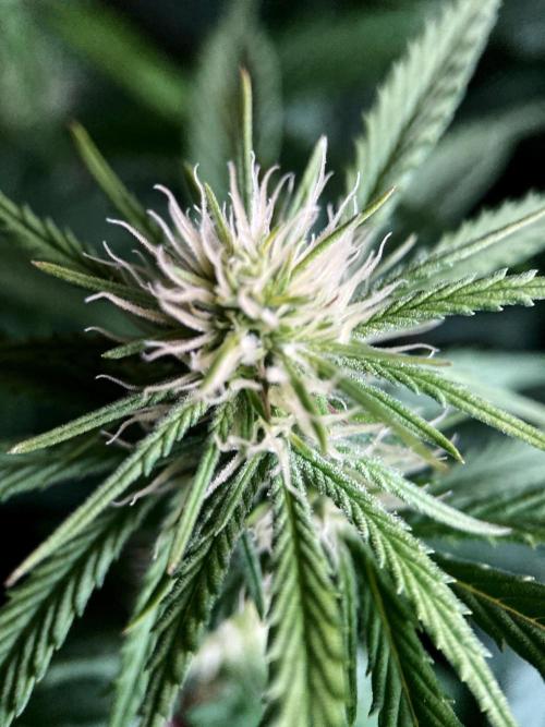 3M 👩 Runtz x Brazil. Week 12
