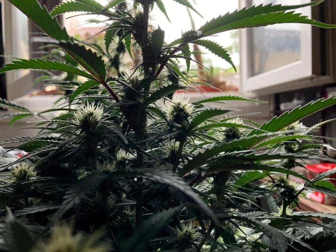 3M 👩 Runtz x Brazil. Week 12