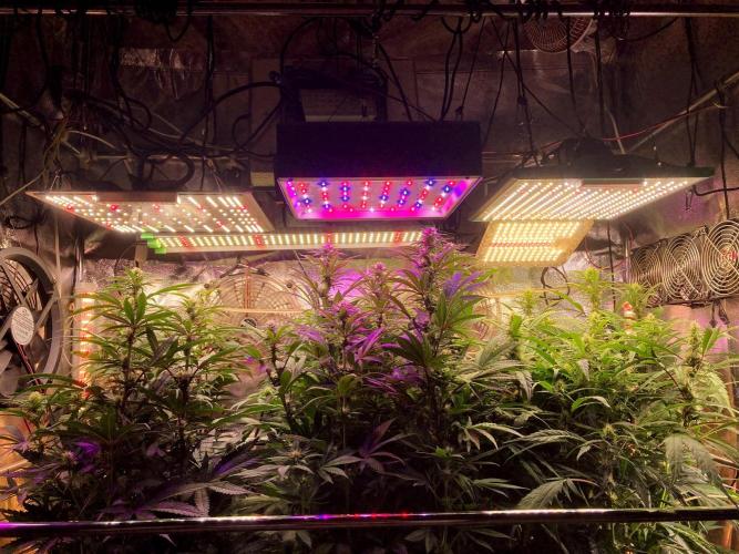 3M 👩 Runtz x Brazil. Week 12 - Center