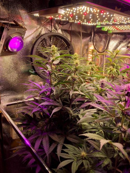 3M 👩 Runtz x Brazil. Week 12 - Left